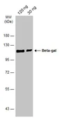Anti-Beta-gal antibody used in Western Blot (WB). GTX132107